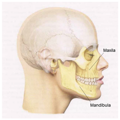 Maxila e mandíbula, crescimento da face